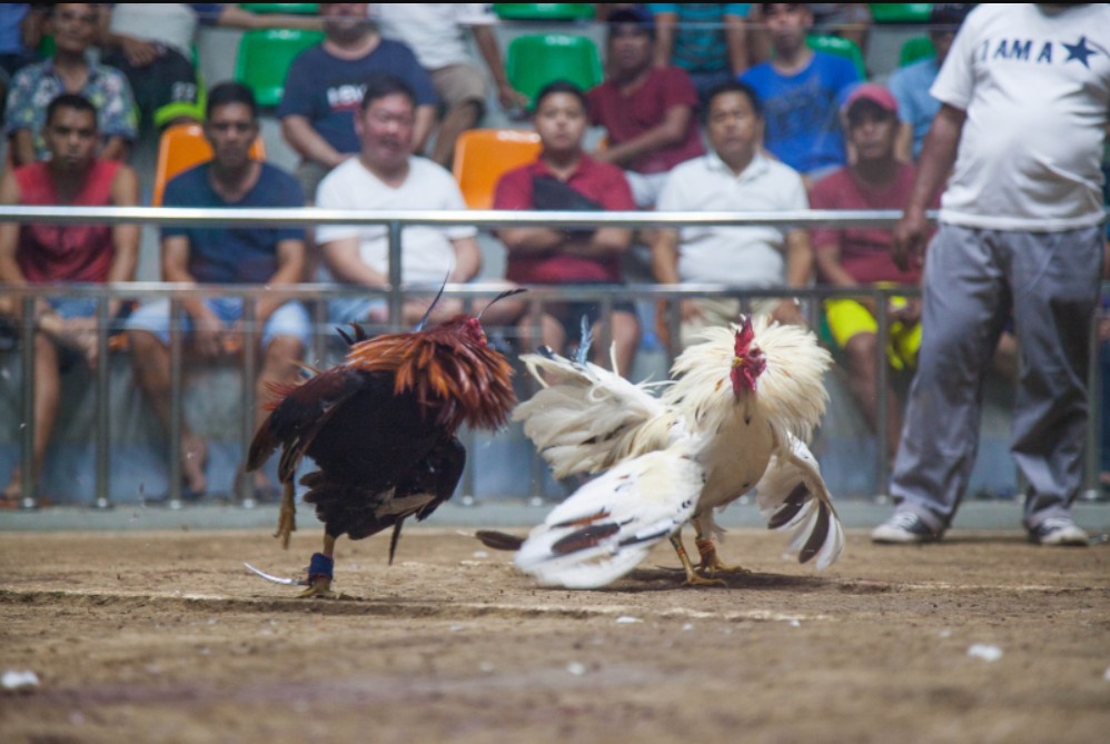 King88 áp dụng tỷ lệ chấp dựa trên đánh giá sức mạnh gà