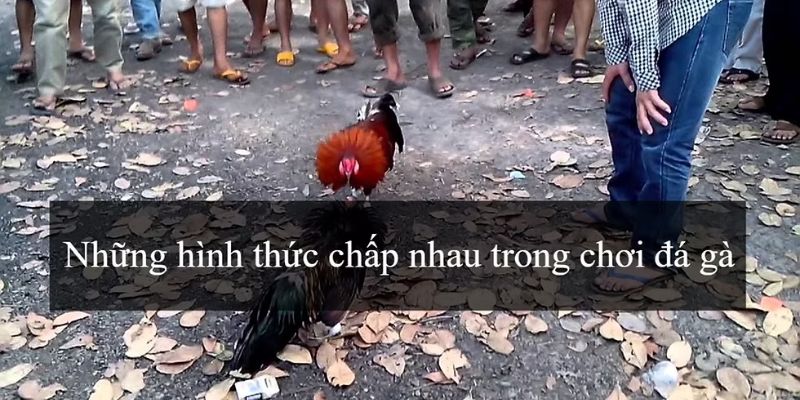 Luật chấp gà cựa sắt Luật cược và cách tính tỷ lệ thắng