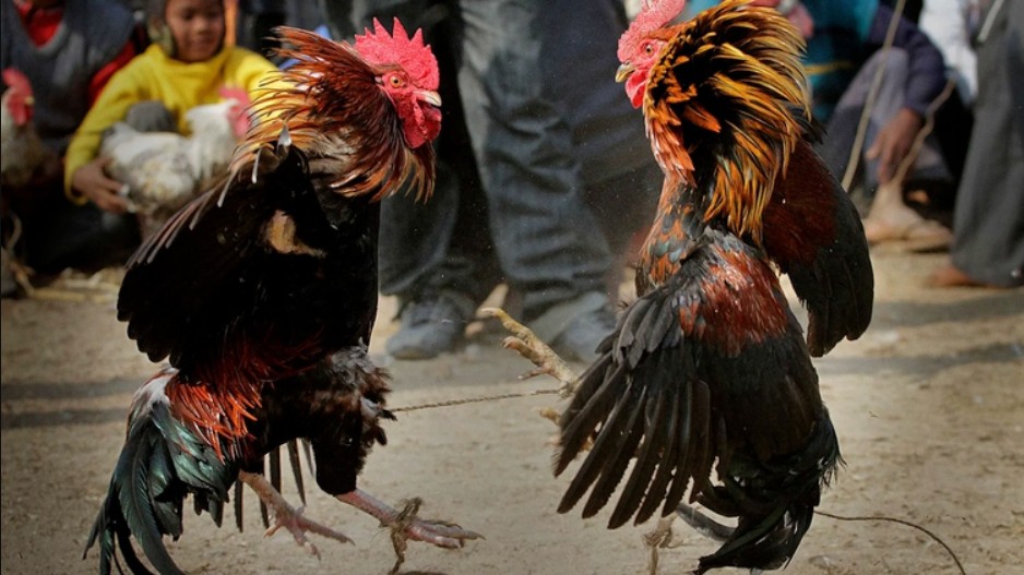 Người chơi cần kết hợp quan sát, phân tích và quản lý vốn hợp lý